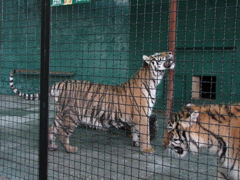 003 Tigri v Safari-parke Tajgan on zhe Park lvov
