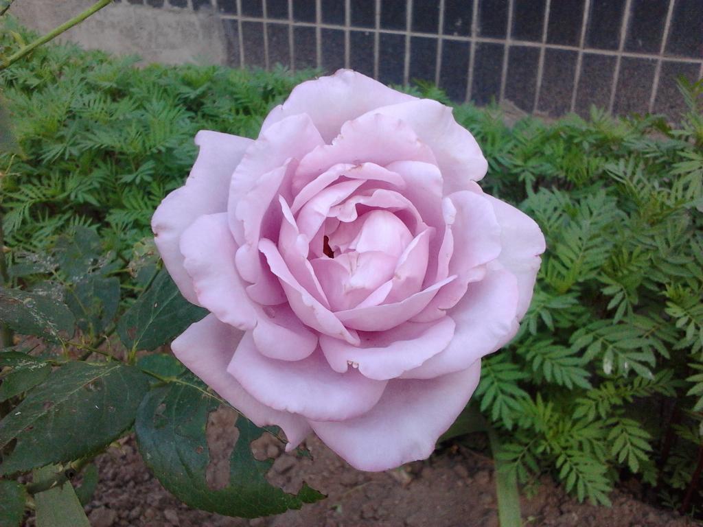 Lilovaya roza