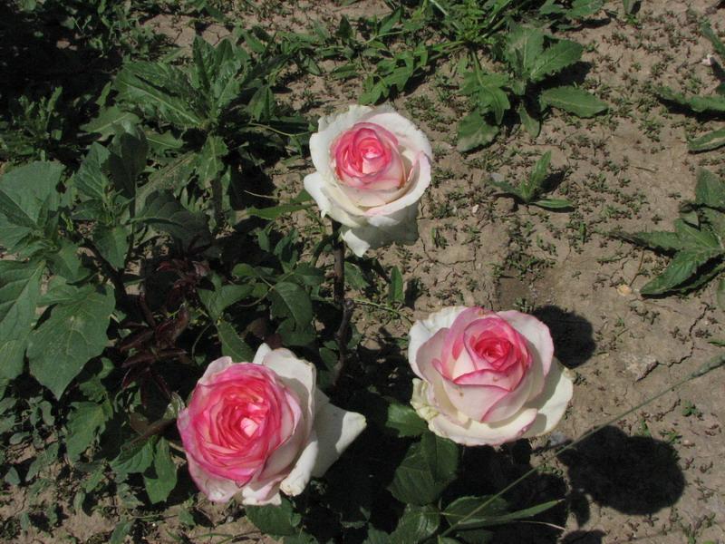 Tri rozovo-belie rozi