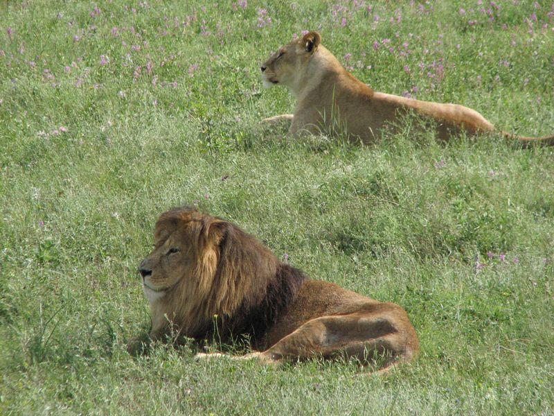 005 Lvi v pole v Safari-parke Tajgan on zhe Park lvov 1