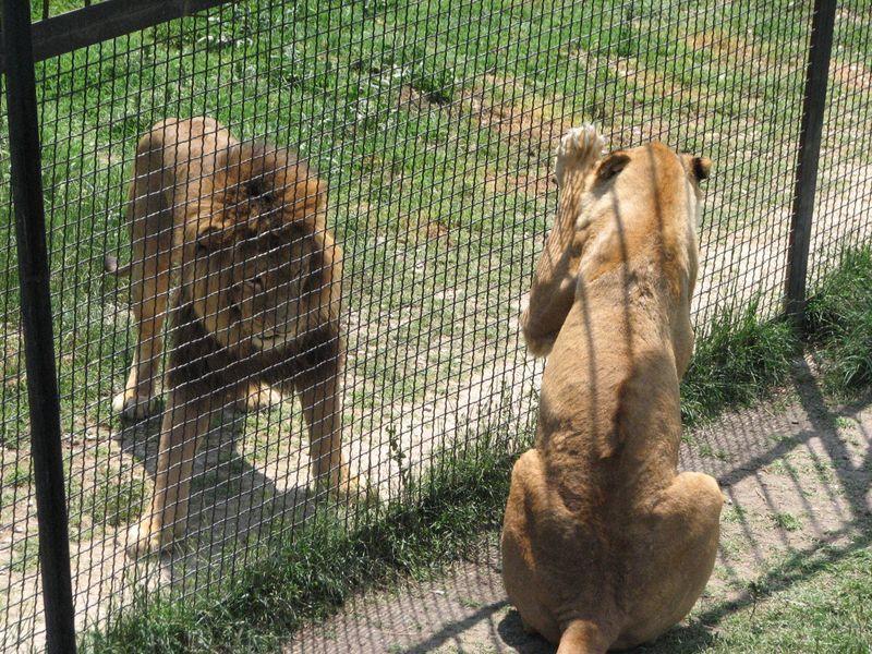 005 Lev i lvica possorilis u rechetki v Safari-parke Tajgan on zhe Park lvov