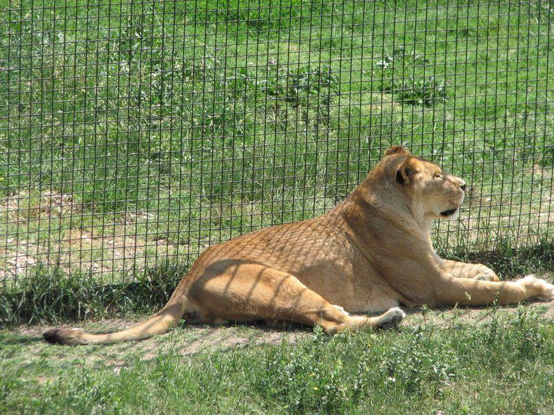 001 Lvica lezhit bezmyatezhno v Safari-parke Tajgan on zhe Park lvov 1
