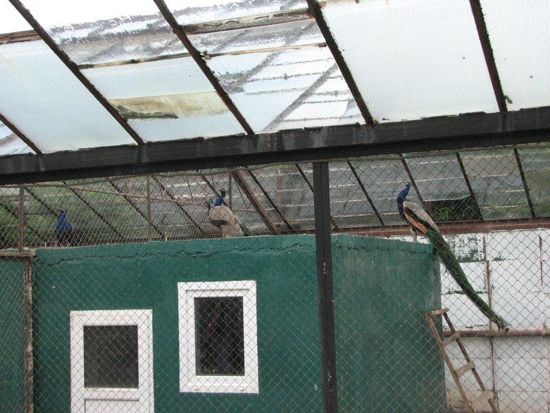 02 Pavlini na krishe ptichnika na podvorie domashnih zhivotnih v Safari-parke Tajgan on zhe Park lvov 2