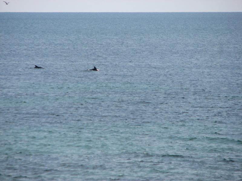 Delfini na Belyause 1