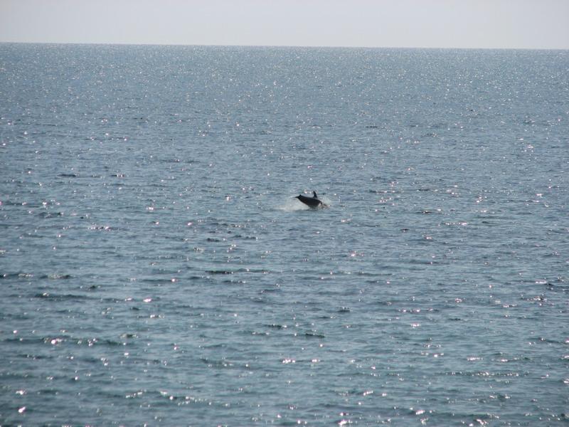 Delfini na Belyause 2
