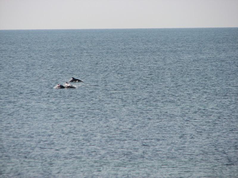 Delfini na Belyause 3