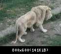 002 Belij lev v Safari-parke Tajgan on zhe Park lvov 1