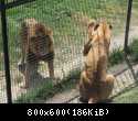 005 Lev i lvica possorilis u rechetki v Safari-parke Tajgan on zhe Park lvov