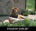 003 Lev uvidel lvicu i smotrit na nee kak na dobichu v Safari-parke Tajgan on zhe Park lvov