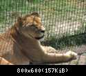 002 Lvica lezhit bezmyatezhno v Safari-parke Tajgan on zhe Park lvov 2