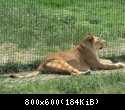 001 Lvica lezhit bezmyatezhno v Safari-parke Tajgan on zhe Park lvov 1