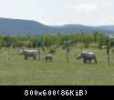 003 Skulpturi nosorogov v Safari-parke tajgan on zhe Park  lvov