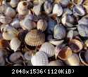 45 shell (1)