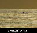 Инжир. Дельфины на закате. Апрель 2011.jpg