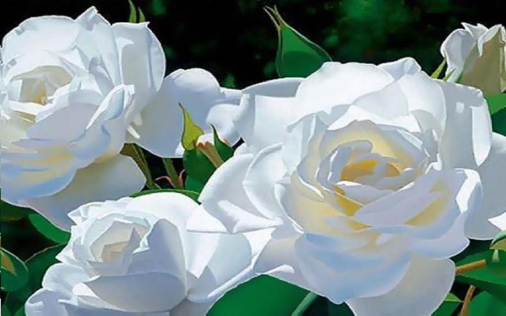 Rose01