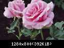 Rose04