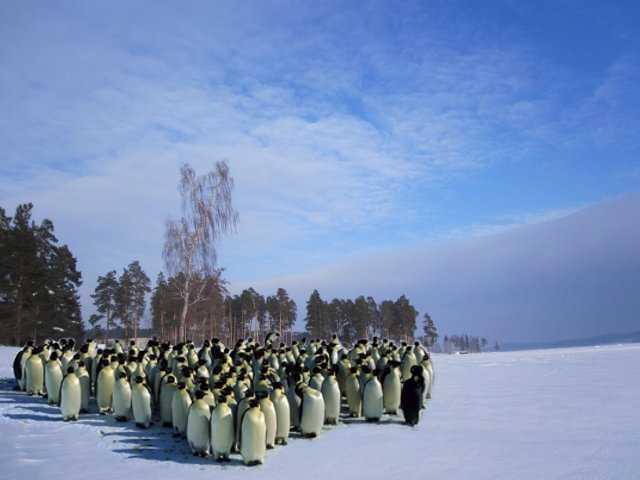стадо