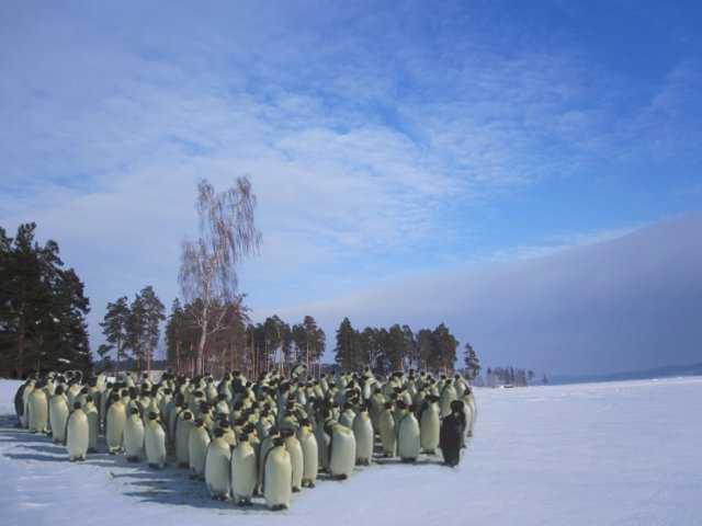 стадо2
