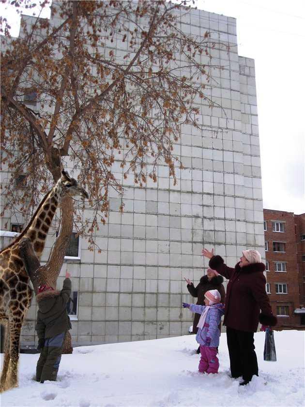 дерево2
