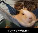Whitney in hammock