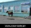 Гирвас