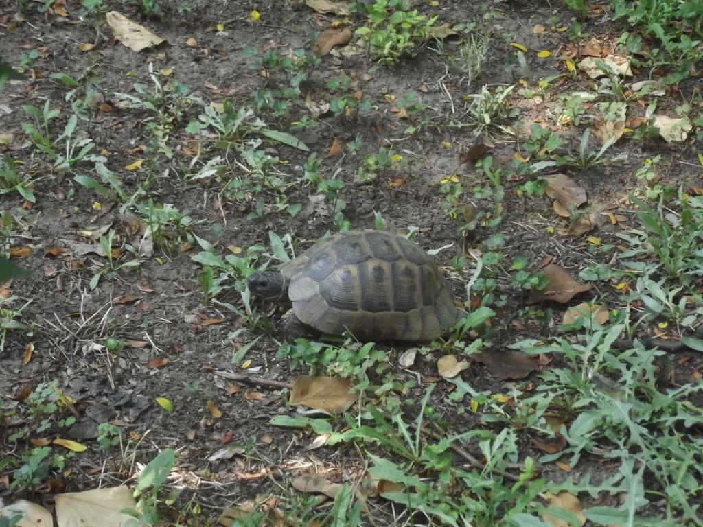 DSCF0645
