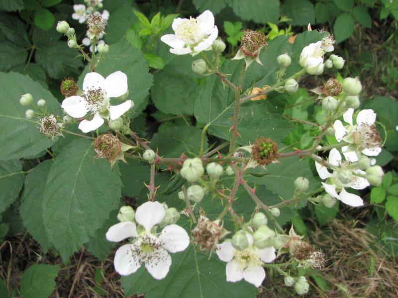 Cvetuschaya ezhevika