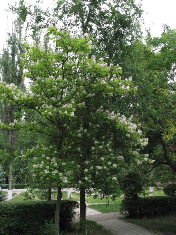 Cvetuschee derevo nozhichki
