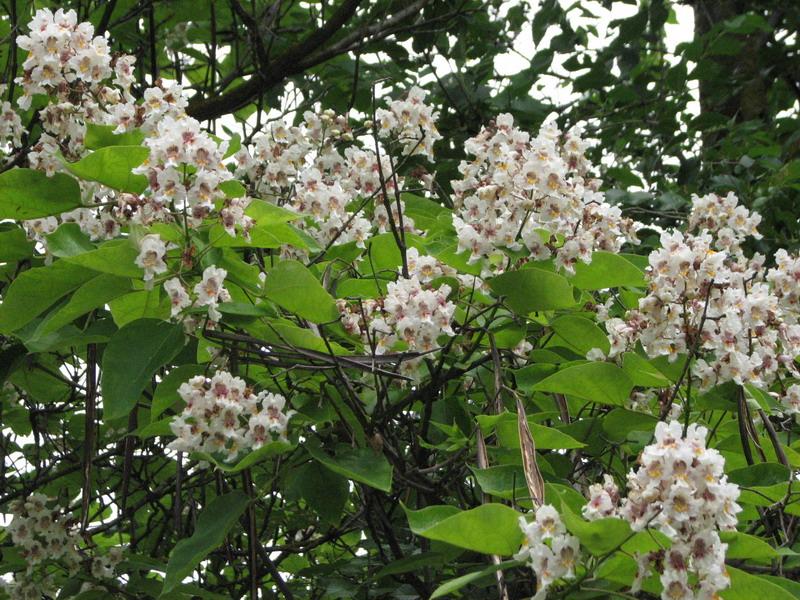 Cvetuschee derevo nozhichki krupnij plan