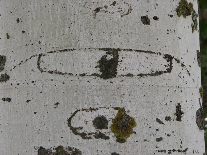 Glaza na serebristom topole