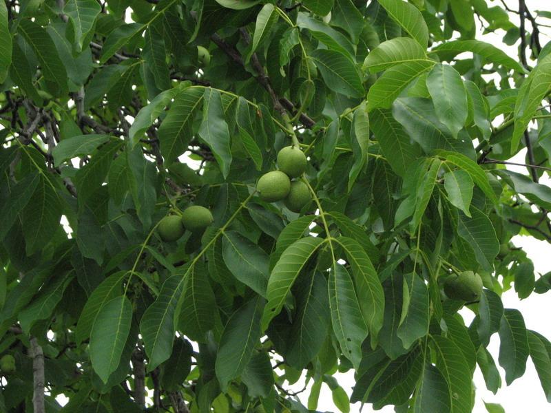 Greckij oreh krupnuj plan