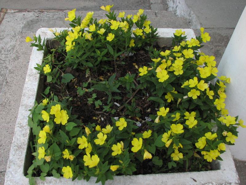 Kakie-to zheltie cveti