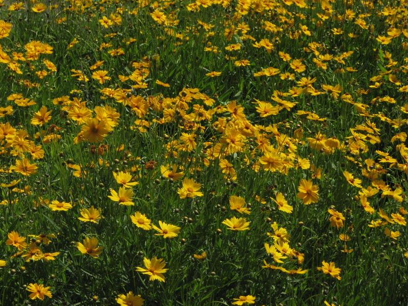 Kakie-to zheltie cveti 2