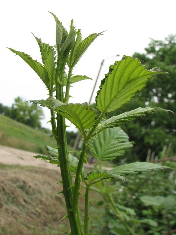 Kolyuchie listya ezheviki