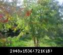 IMG 2624[1]