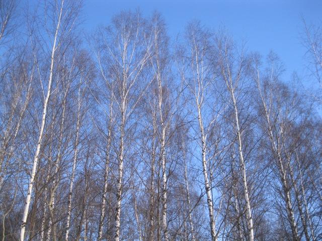 IMG 3393