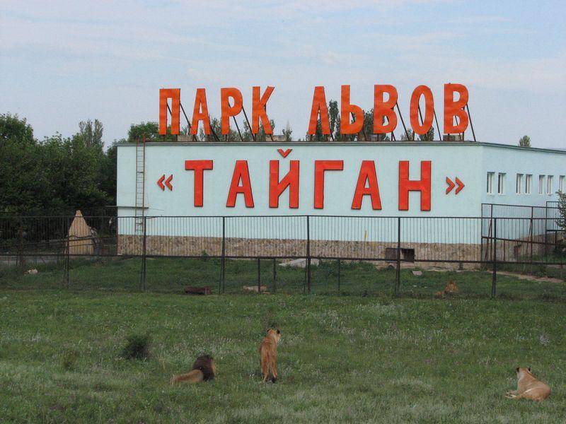 001 Lvi u zdaniya s nazvaniem parka v Safari-parke Tajgan on zhe Park lvov