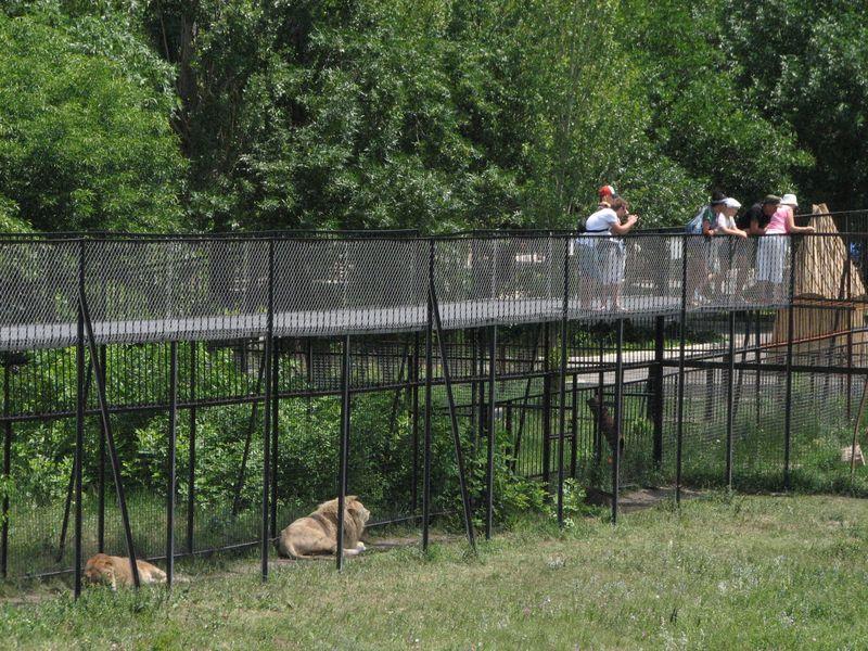 004 Mostki pryamo nad lvami v Safari-parke Tajgan on zhe Park lvov