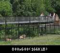 004 Mostki pryamo nad lvami v Safari-parke Tajgan on zhe Park lvov