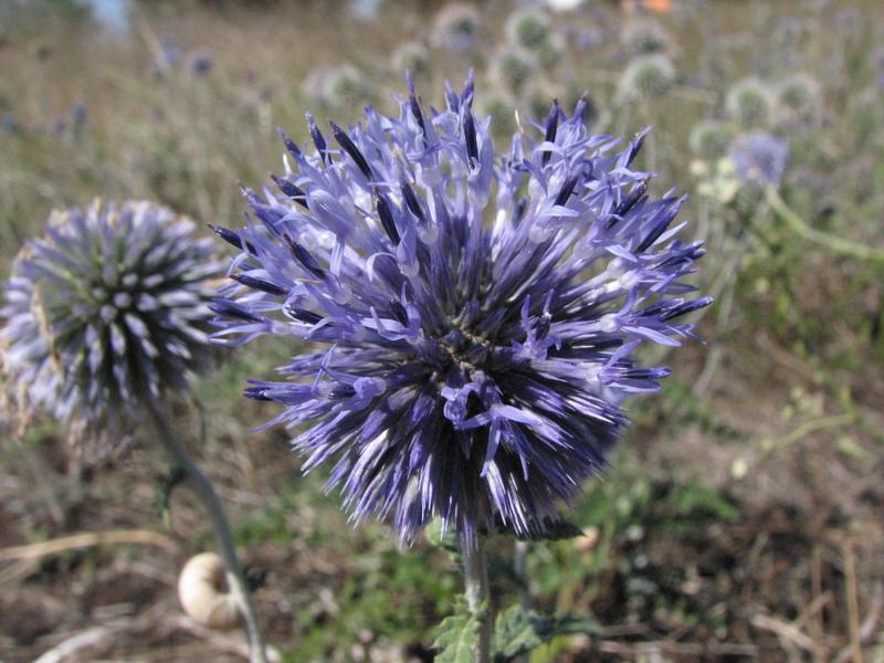 Golubaya kolyuchka na Belyause 1