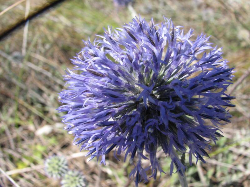 Golubaya kolyuchka na Belyause 2