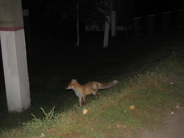 IMG 5709