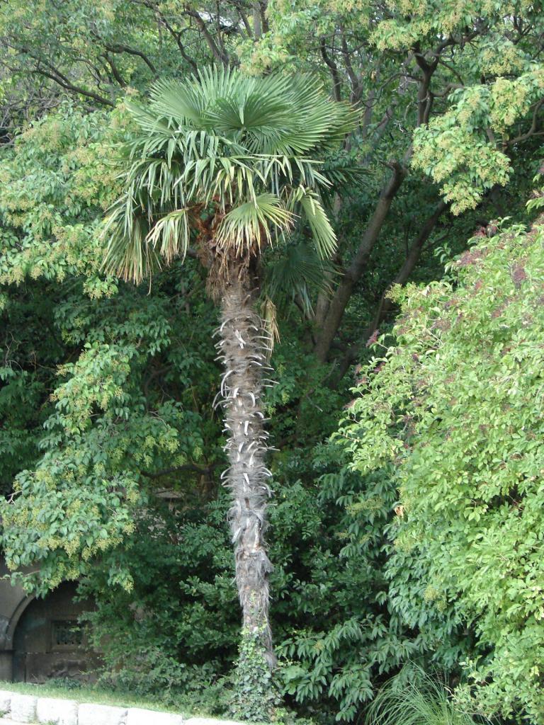 DSC00081