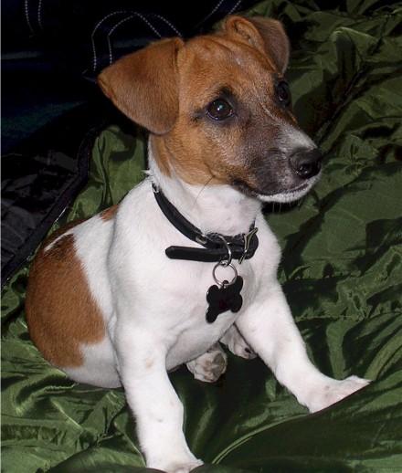 jack russell