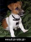 jack russell