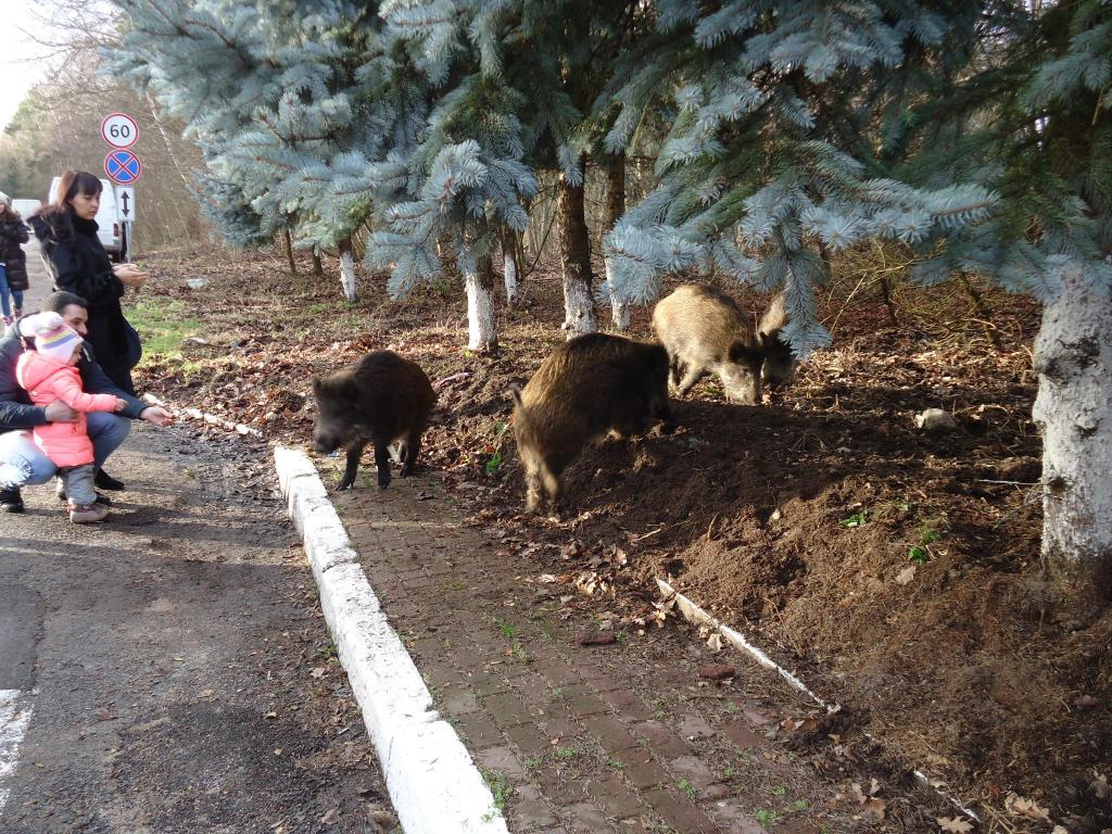 дикие попрашайки