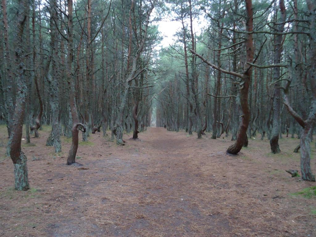 Куршская коса. Танцующий лес