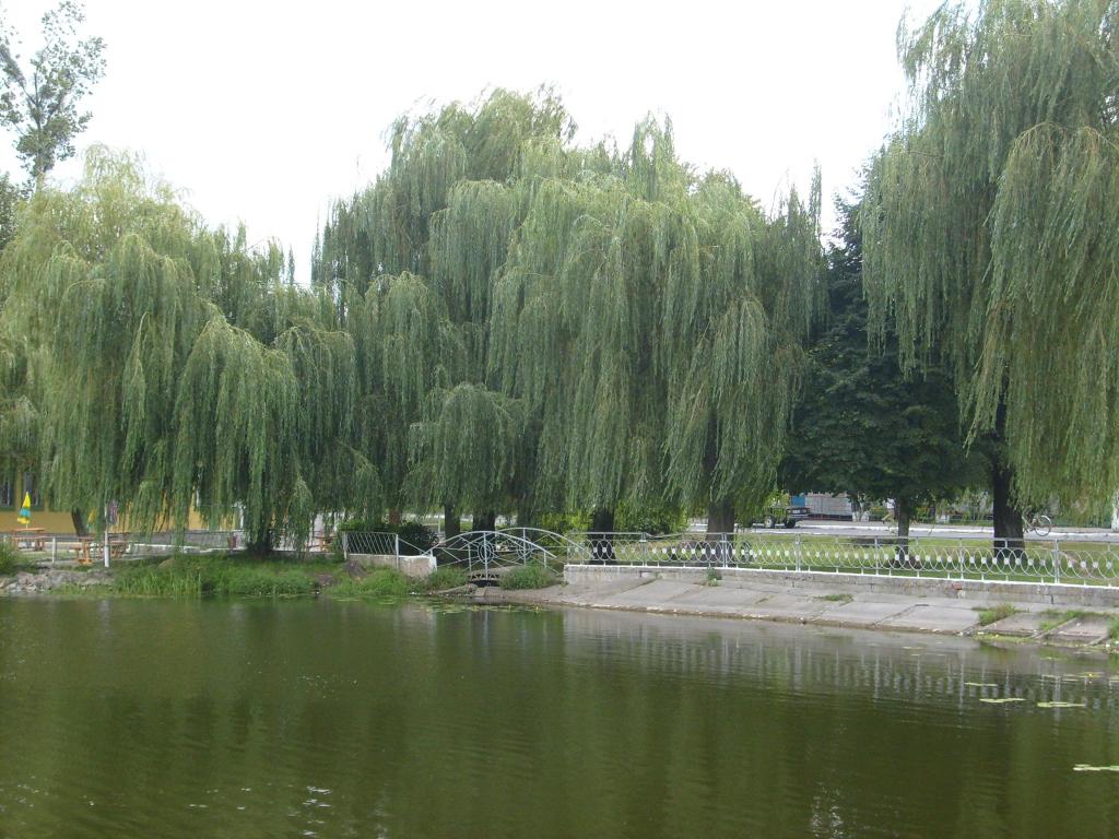 Славутские ивы 2010.JPG