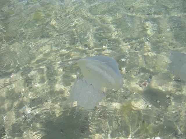 IMG 4387