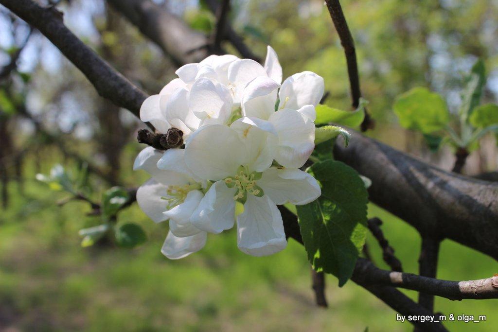 Евпатория сад по дороге к морю
